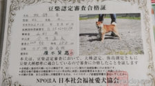 父親犬
