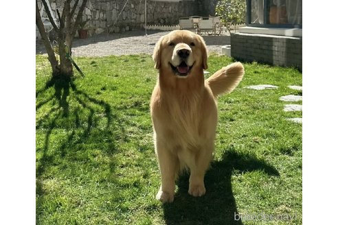 ののゴールデンレトリーバー-