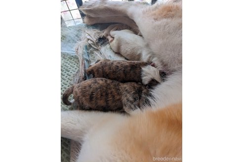 吉川典子ブリーダーの詳細の1枚目