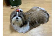 母親犬