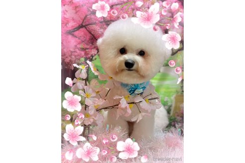 渡辺美樹ブリーダーの詳細