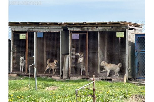 高橋久吉ブリーダーの詳細