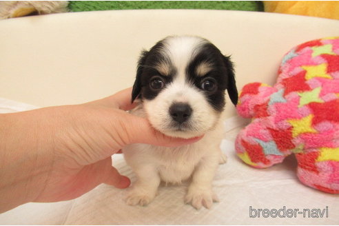 大阪府のチワックス:チワワ×ミニチュアダックスフンド｜男の子・2024