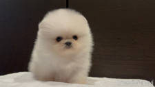 ♀︎ポメラニアン