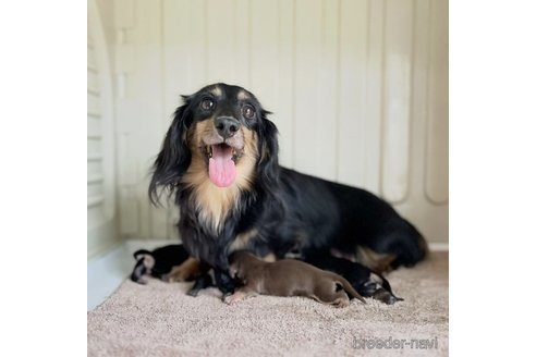 販売中のカニンヘンダックスフンド(ロングヘアード)の親犬