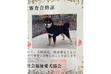 母親犬