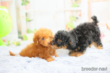 福田 六雄ブリーダー