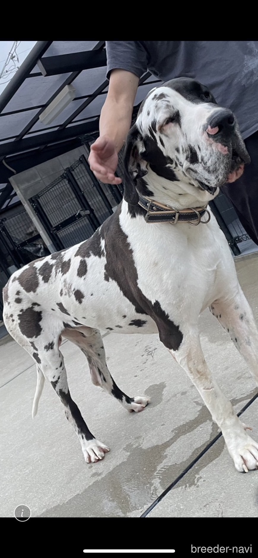 高岡ブリーダー