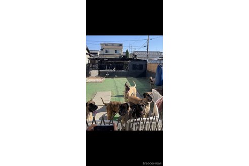 高岡二見子ブリーダーの詳細