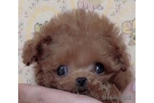 後藤邦友ブリーダーの詳細の1枚目