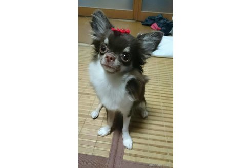 大竹一成ブリーダーの詳細の1枚目