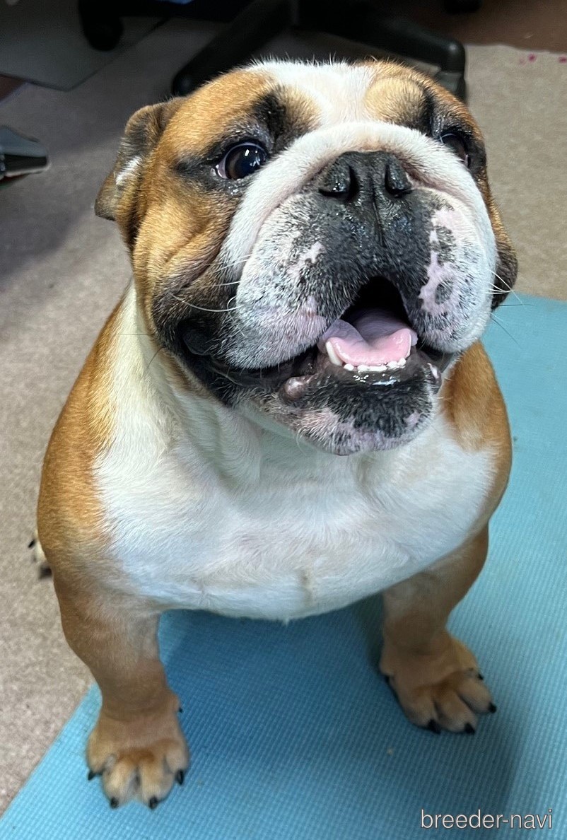 久保田ブリーダー