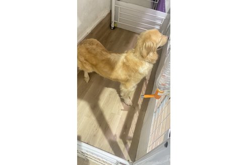 荒エンゾブリーダーの詳細