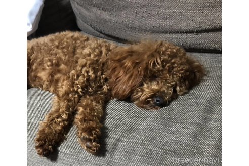 販売中のトイプードルの親犬