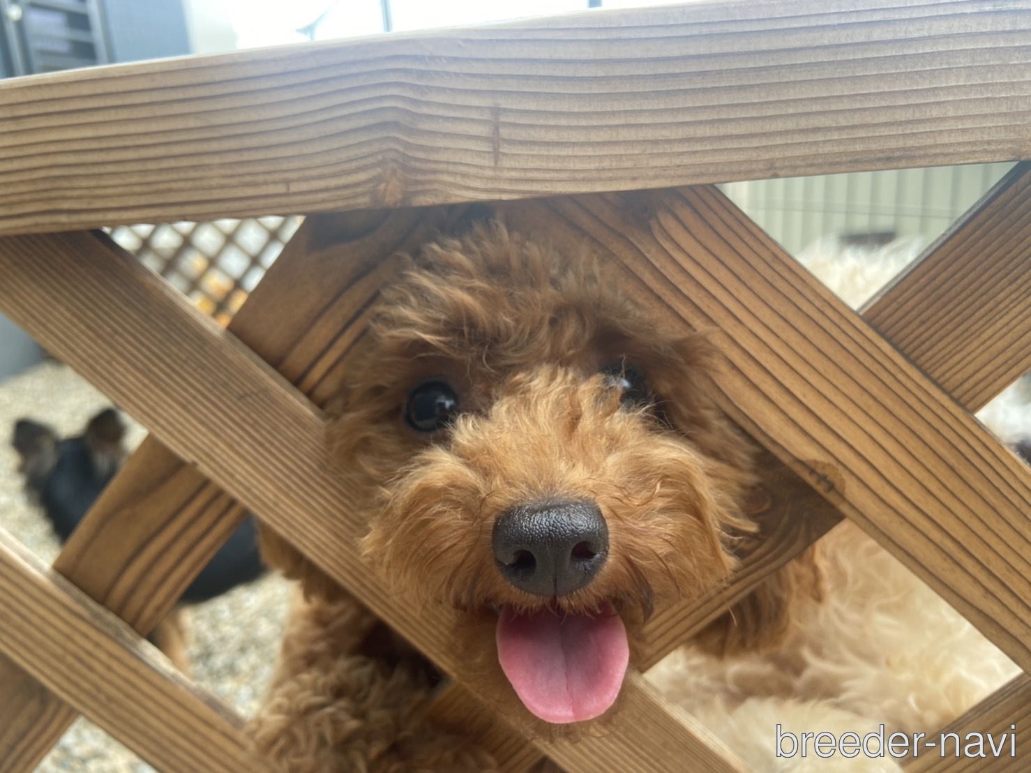 小栁ブリーダー