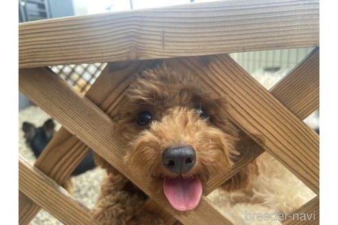 小栁健二ブリーダーの詳細の1枚目