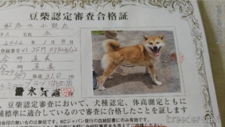 父親犬