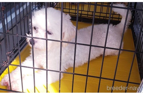 販売中のマルチーズの親犬