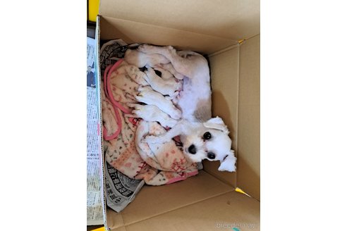 販売中のマルチーズの親犬