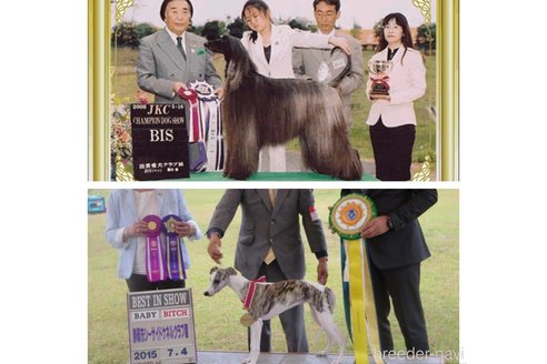 新宅英美子ブリーダーの詳細