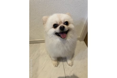 長塚佳穂ブリーダーの詳細の1枚目