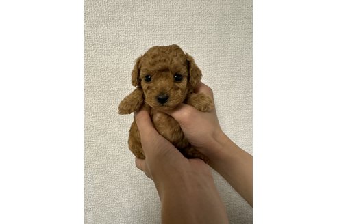 塩田裕介ブリーダーの詳細の1枚目