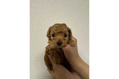 塩田裕介ブリーダーの詳細