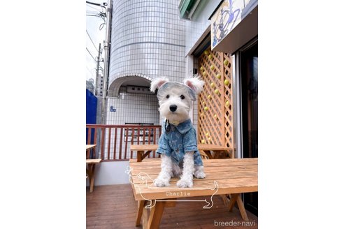 菅原静雅ブリーダーの詳細