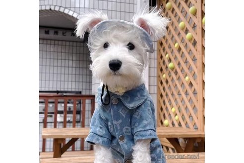 菅原静雅ブリーダーの詳細の1枚目