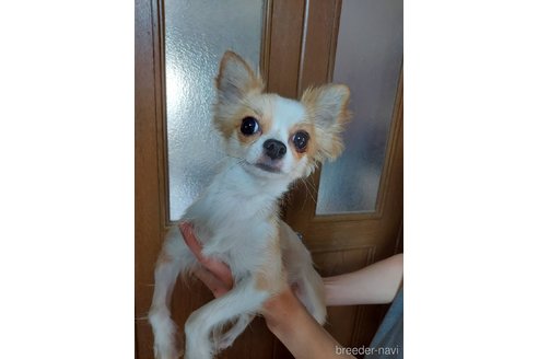 販売中のチワワ(ロングコート)の親犬