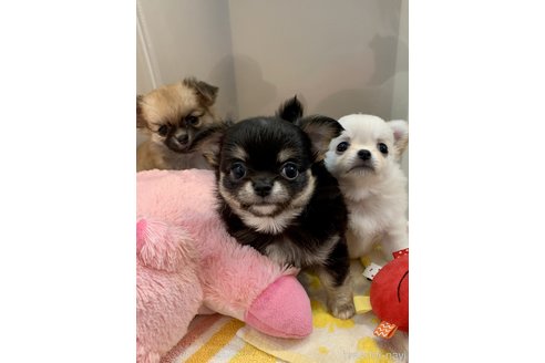 飯島貴子ブリーダーの詳細