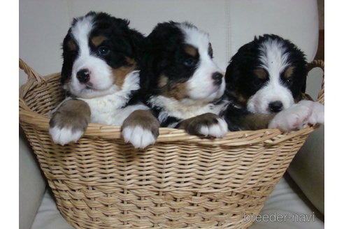 斉藤政志ブリーダーの詳細の1枚目