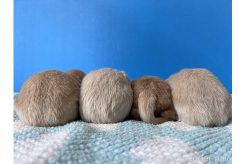 堀江克典ブリーダーの詳細