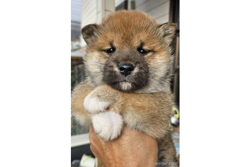堀江克典ブリーダーの詳細
