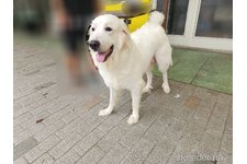 母親犬