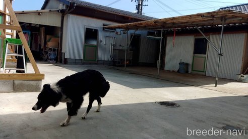 吉田香ブリーダーの詳細