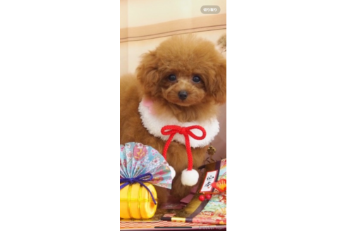 岡部実樹ブリーダーの詳細