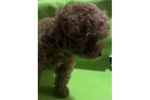 岡部実樹ブリーダーの詳細