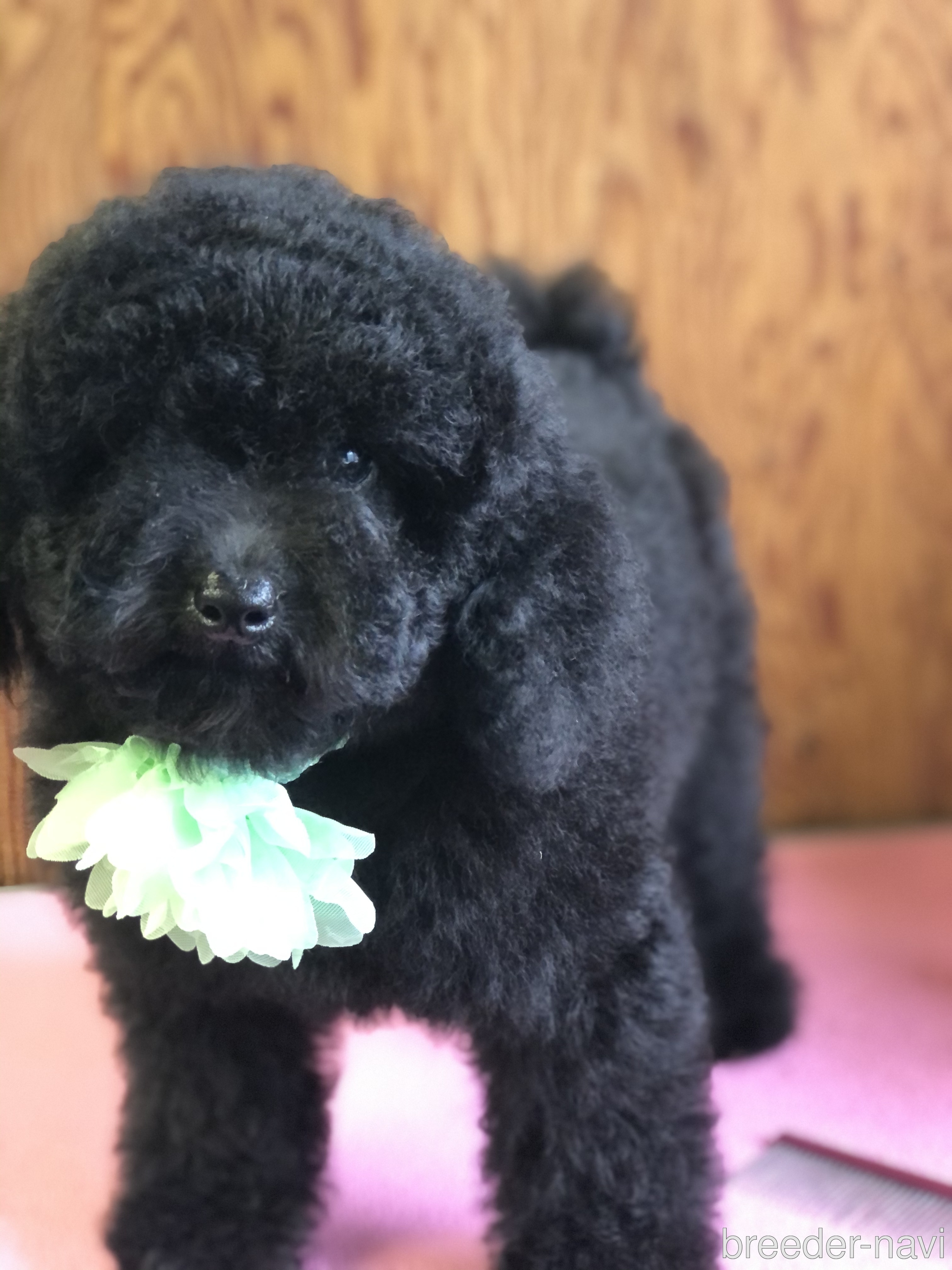 岡田ブリーダー