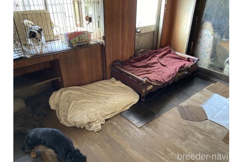 上野順子ブリーダーの詳細