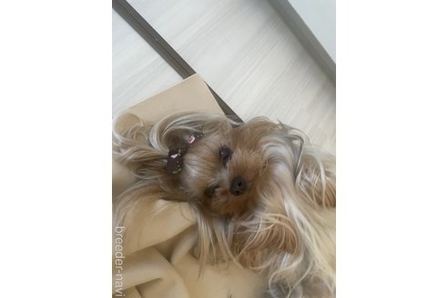 田中志保ブリーダーの詳細