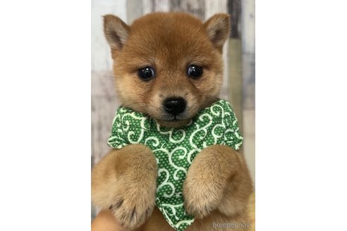 茨城県の豆柴｜女の子・2024/04/18生まれ・赤色（子犬ID：315927