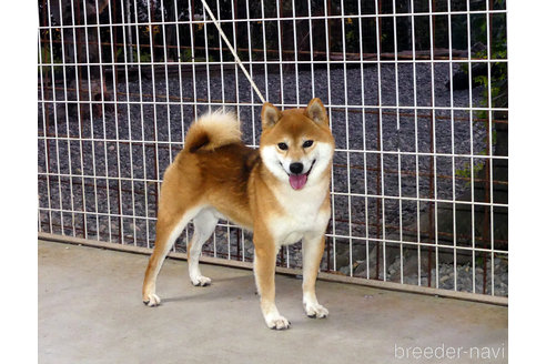 販売中の柴犬の親犬