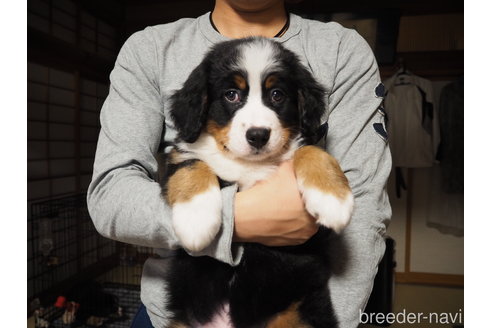 斉藤政志ブリーダーの詳細