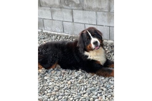 斉藤政志ブリーダーの詳細