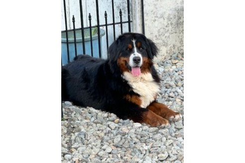 斉藤政志ブリーダーの詳細