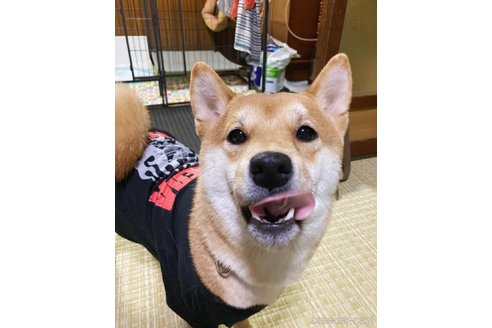 川西優子ブリーダーの詳細