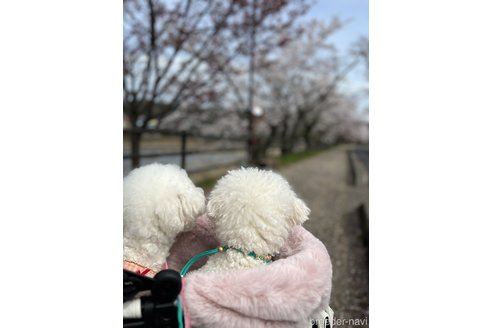 大井圭子ブリーダーの詳細の1枚目