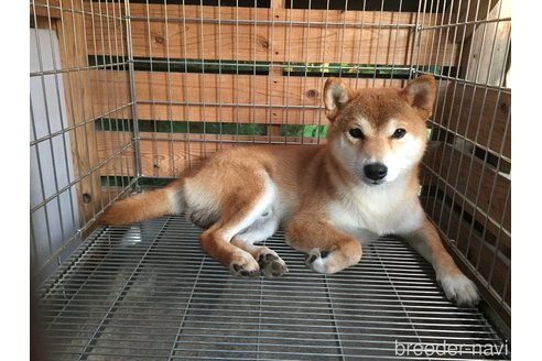 松田忠記ブリーダーの詳細