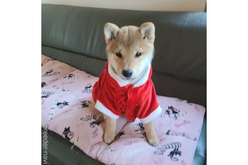 松田忠記ブリーダーの詳細の1枚目
